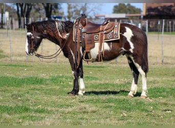 Paint Horse, Caballo castrado, 9 años, 137 cm