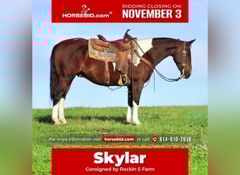 Paint Horse Mestizo, Caballo castrado, 9 años, 147 cm, Pío