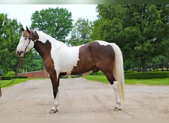 Paint Horse, Caballo castrado, 9 años, 147 cm, Tobiano-todas las-capas