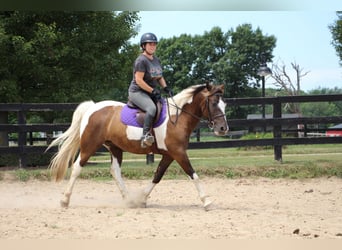 Paint Horse, Caballo castrado, 9 años, 147 cm, Tobiano-todas las-capas