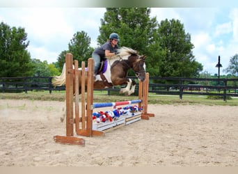 Paint Horse, Caballo castrado, 9 años, 147 cm, Tobiano-todas las-capas