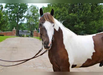 Paint Horse, Caballo castrado, 9 años, 147 cm, Tobiano-todas las-capas