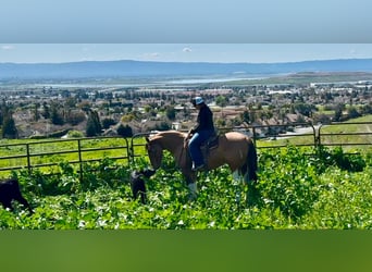 Paint Horse, Caballo castrado, 9 años, 147 cm, Tobiano-todas las-capas