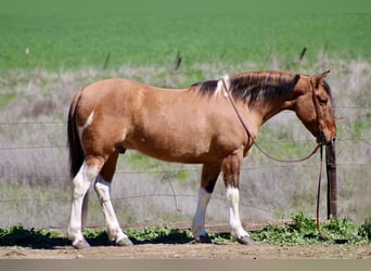 Paint Horse, Caballo castrado, 9 años, 147 cm, Tobiano-todas las-capas