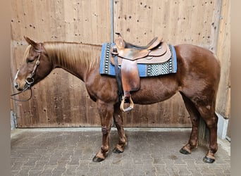 Paint Horse, Caballo castrado, 9 años, 150 cm, Alazán