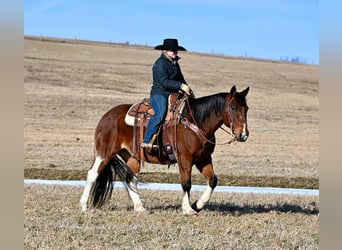 Paint Horse, Caballo castrado, 9 años, 150 cm