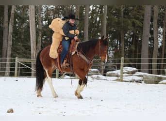 Paint Horse, Caballo castrado, 9 años, 150 cm