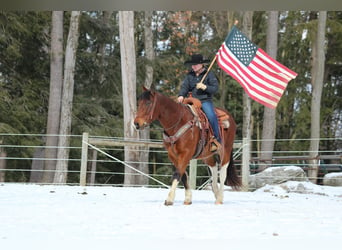 Paint Horse, Caballo castrado, 9 años, 150 cm