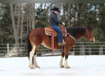 Paint Horse, Caballo castrado, 9 años, 150 cm