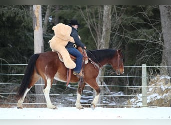 Paint Horse, Caballo castrado, 9 años, 150 cm