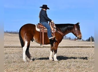 Paint Horse, Caballo castrado, 9 años, 150 cm