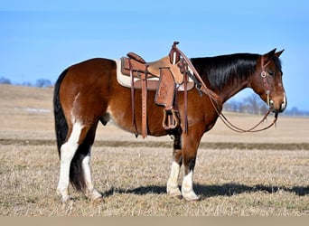 Paint Horse, Caballo castrado, 9 años, 150 cm