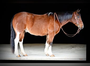 Paint Horse, Caballo castrado, 9 años, 150 cm