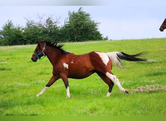 Paint Horse, Caballo castrado, 9 años, 150 cm, Castaño oscuro