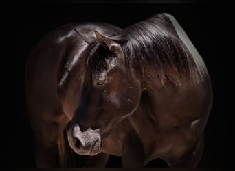 Paint Horse, Caballo castrado, 9 años, 150 cm, Negro