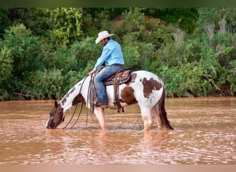 Paint Horse, Caballo castrado, 9 años, 150 cm, Pío