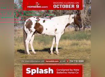 Paint Horse, Caballo castrado, 9 años, 150 cm, Pío