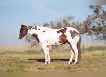 Paint Horse, Caballo castrado, 9 años, 150 cm, Pío