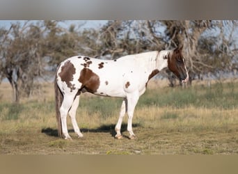 Paint Horse, Caballo castrado, 9 años, 150 cm, Pío
