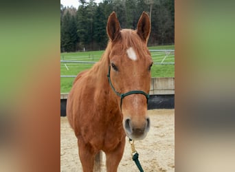 Paint Horse, Caballo castrado, 9 años, 152 cm, Alazán