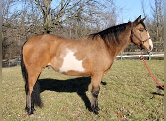 Paint Horse, Caballo castrado, 9 años, 152 cm, Buckskin/Bayo