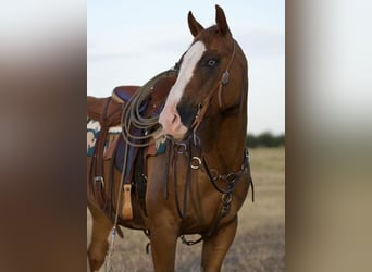 Paint Horse, Caballo castrado, 9 años, 155 cm, Alazán rojizo