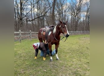 Paint Horse, Caballo castrado, 9 años, 155 cm, Alazán rojizo