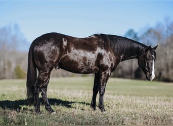 Paint Horse, Caballo castrado, 9 años, 155 cm, Negro