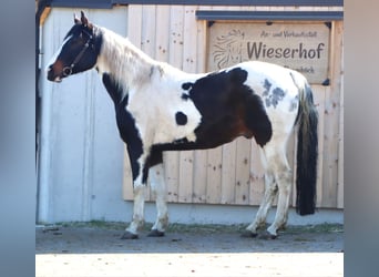 Paint Horse, Caballo castrado, 9 años, 155 cm, Pío