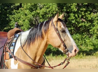 Paint Horse Mestizo, Caballo castrado, 9 años, 155 cm