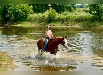 Paint Horse, Caballo castrado, 9 años, 160 cm, Alazán rojizo