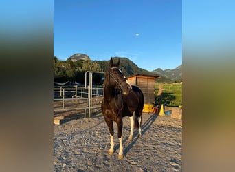 Paint Horse, Caballo castrado, 9 años, 160 cm, Pío