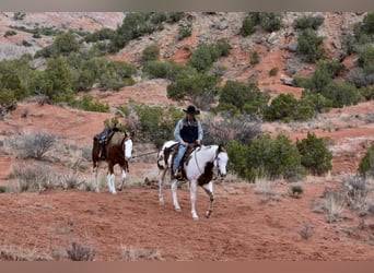 Paint Horse, Caballo castrado, 9 años, 163 cm, Alazán-tostado