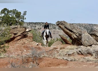 Paint Horse, Caballo castrado, 9 años, 163 cm, Alazán-tostado