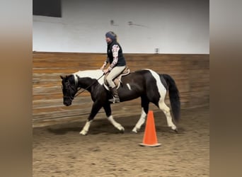 Paint Horse, Caballo castrado, 9 años, 163 cm, Negro