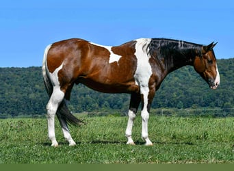 Paint Horse, Caballo castrado, 9 años, 163 cm, Pío