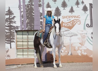 Paint Horse, Caballo castrado, 9 años, 163 cm, Tobiano-todas las-capas