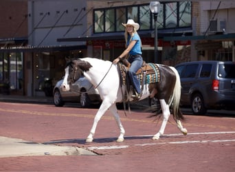 Paint Horse, Caballo castrado, 9 años, 163 cm, Tobiano-todas las-capas