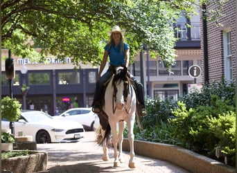 Paint Horse, Caballo castrado, 9 años, 163 cm, Tobiano-todas las-capas