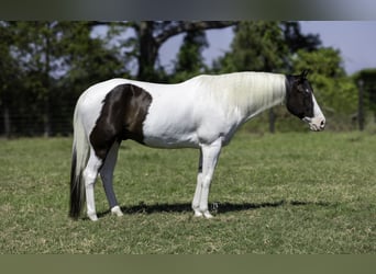 Paint Horse, Caballo castrado, 9 años, 163 cm, Tobiano-todas las-capas