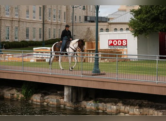 Paint Horse, Caballo castrado, 9 años, Tobiano-todas las-capas