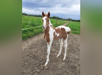 Paint Horse, Caballo castrado, Potro (04/2023), 130 cm, Tobiano-todas las-capas