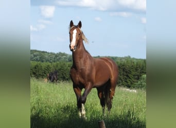 Paint Horse, Caballo castrado, Potro (04/2023), 160 cm, Castaño