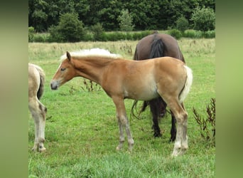Paint Horse, Caballo castrado, Potro (04/2023), 160 cm, Castaño