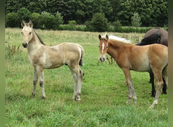 Paint Horse, Caballo castrado, Potro (04/2023), 160 cm, Castaño