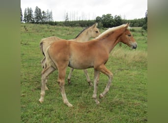 Paint Horse, Caballo castrado, Potro (04/2023), 160 cm, Castaño