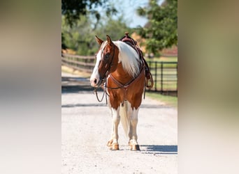 Paint Horse, Castrone, 10 Anni, 132 cm, Tobiano-tutti i colori