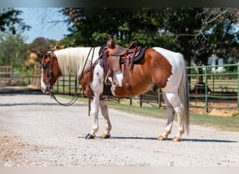 Paint Horse, Castrone, 10 Anni, 132 cm, Tobiano-tutti i colori