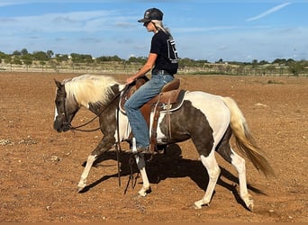 Paint Horse, Castrone, 10 Anni, 135 cm, Tobiano-tutti i colori