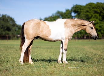Paint Horse, Castrone, 10 Anni, 147 cm